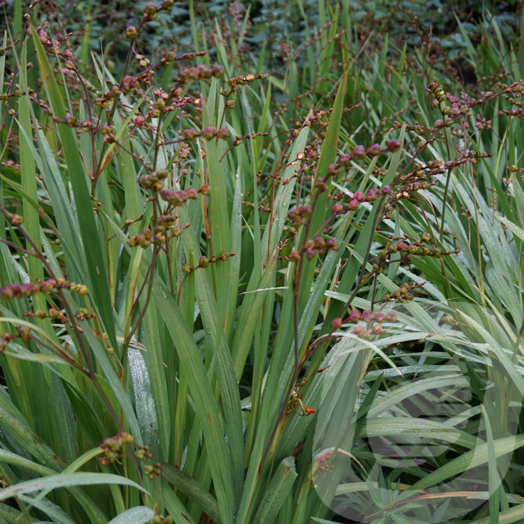 Crocosmia 'Carmine Brilliant' | Plantor